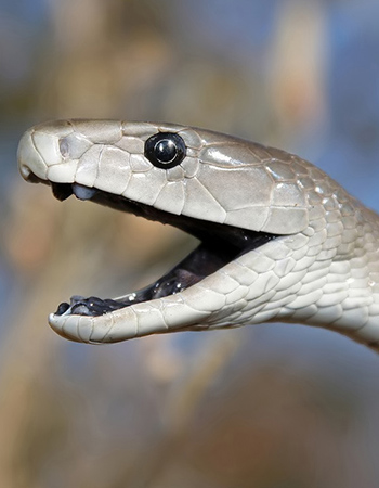 snake05.jpg