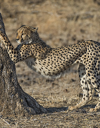 Jeroen Luyk - In Africa Founder & Photographer