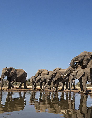 Johan Botha - Wildlife Consultant & Photographer