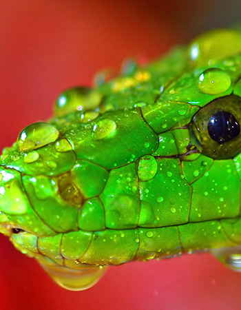 Gerhardt Nieuwoudt - Course Developer & Photographer